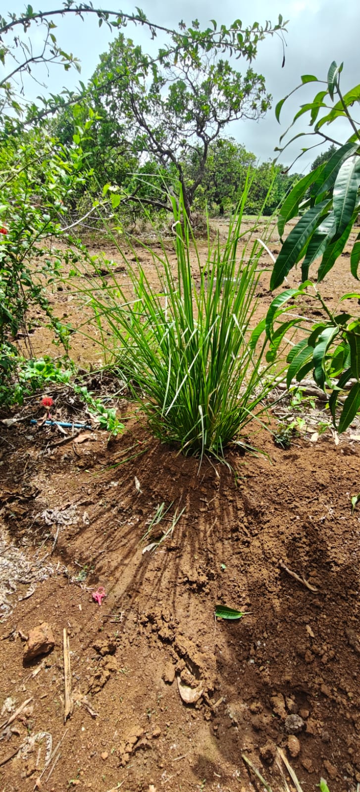 Farm plant: WhatsApp Image 2026-07-27 at 12.25.24.jpeg